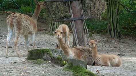 A group of vicuna Vicugna vicugna 16780094 Stock Video at Vecteezy