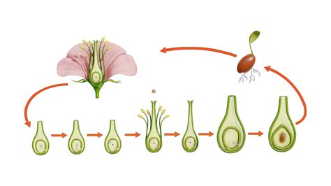 Parts of a Flower - Ovary Stages 3D Model by h3ydari96