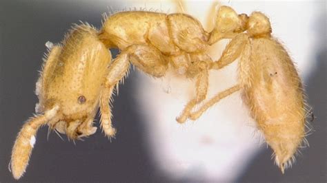 Thief ants steal—and eat—the young of other ants, decimating their populations : r/science