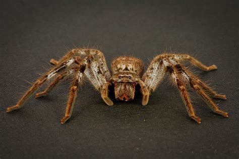 Life as we know it: The Huntsman Spider...