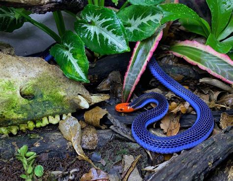 Gorgeous Blue Malaysian Coral Snake : r/snakes