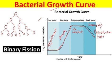 Chart Growth Phase