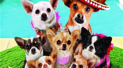 WIN: Beverly Hills Chihuahua 3 Blu-ray Giveaway – The Reel Bits