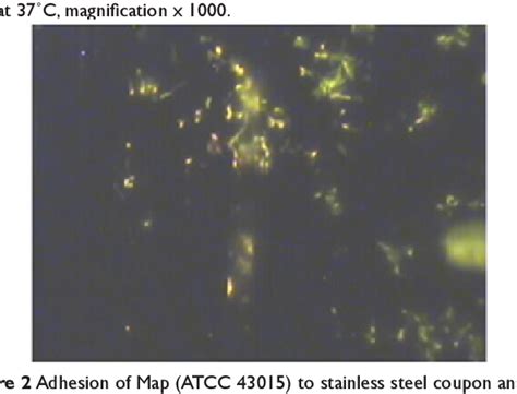 Figure 2 from Spectrophotometric determination of biofilm formation by Mycobacterium avium ssp ...