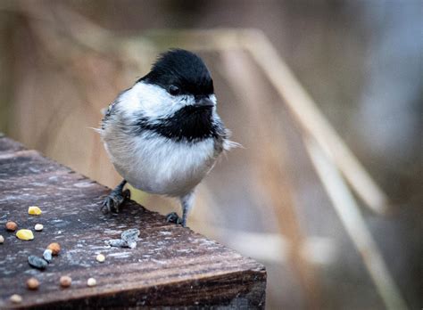 Ruffled Feathers Photograph by Carol Ward - Fine Art America