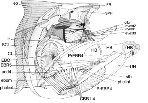 10 Chanos chanos. Lateral view of the EBO in its skelet al-muscular ...