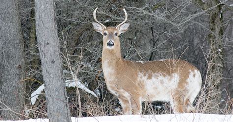 Piebald Deer (everything there is to know about them) - World Deer