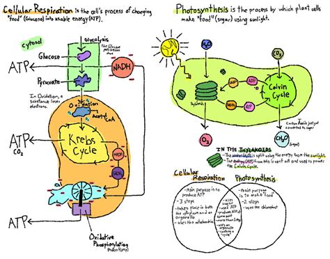 Cellular Respiration and Photosynthesis Diagram by match-your-steps on DeviantArt