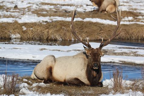 UTAH DWR SUGGESTS UNLIMITED ANY-BULL ELK PERMITS | EHUNTR