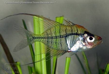 Gymnochanda filamentosa, FRASER-BRUNNER, 1955. Long filamented Glassfish. | Aquarium fish, Cool ...