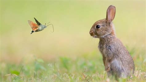 Cute Bunnies 4k Wallpapers - Wallpaper Cave