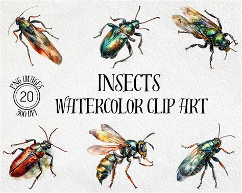 Watercolor Insect Clipart Bundle Insect PNG Watercolor - Etsy