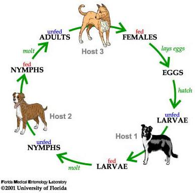 brown dog tick - Rhipicephalus sanguineus Latreille