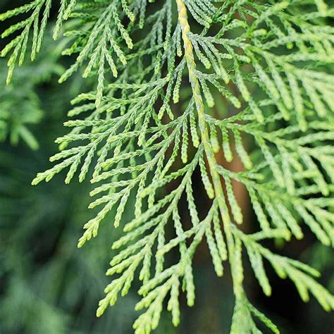 Leylandii Hedge Plants | Leyland Cypress | Hedges Direct