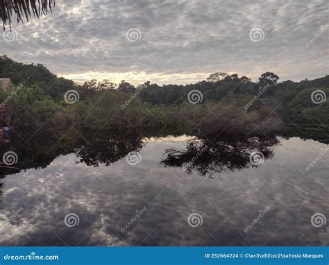 Sunrise of the Amazon Rainforest Stock Photo - Image of black, live ...