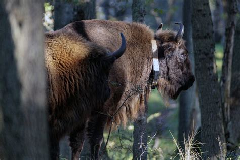 First Wisent collar placed on European bison: a big step for nature ...