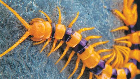 Centipede Venom: A Medicinal Resource | Lab Manager