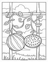 70  Watermelon Coloring Pages For Kids & Adults Free Printable PDFs sketch template