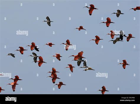 Scarlet ibis flying hi-res stock photography and images - Alamy