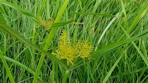 7 Common Invasive Grasses In Lawns » A Beautiful Yard Doesn't Have To ...