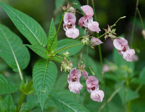 Himalayan balsam - Dee Catchment Partnership