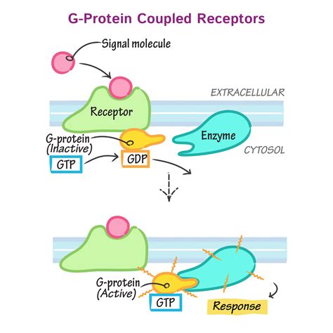 Click to see more! Draw It to Know It - Medical & Biological Sciences | Cell biology ...