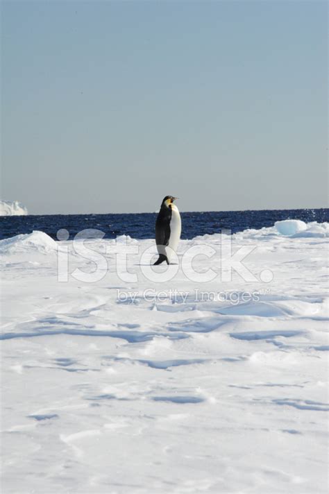 Emperor Penguin And Sea Ice Stock Photo | Royalty-Free | FreeImages