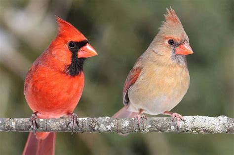 Featured Birds: Northern Cardinals