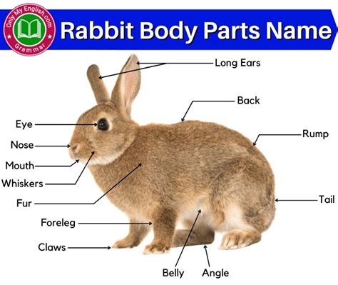 Rabbit Anatomy: Body Parts Name of Rabbit | Animal body parts, Rabbit, Rabbit anatomy