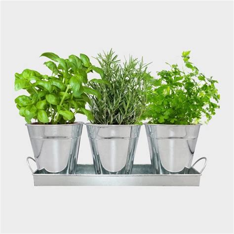 8 Best Indoor Herb Garden Kit Options Anyone Can Grow 2024