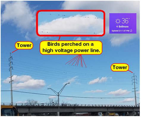 Birds on power lines, another look - EDN