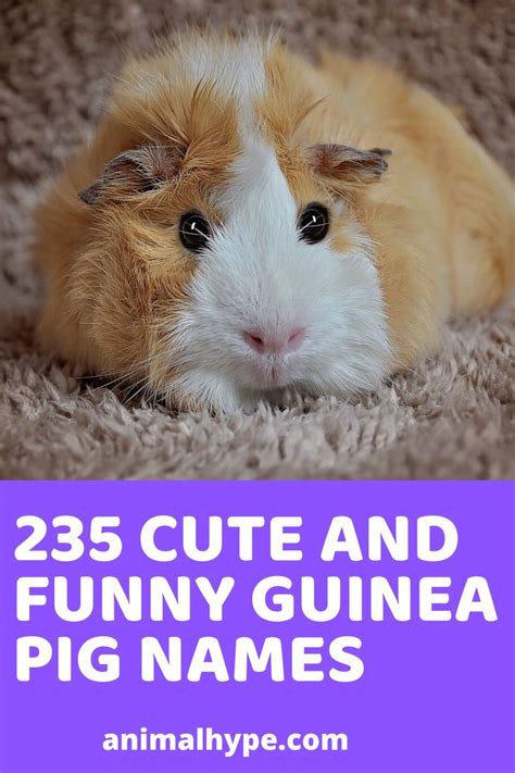 Looking for the perfect name for your pet guinea pig? Here are some pet guinea pig names that ...