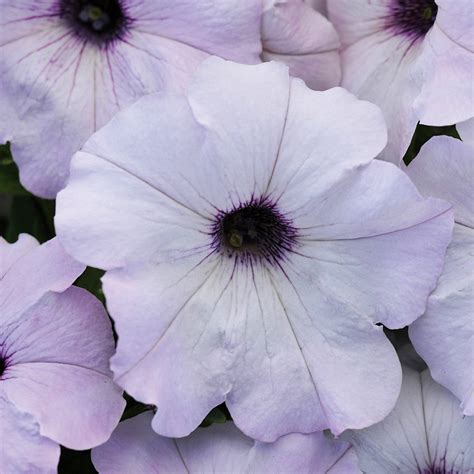 Bulk Petunia Seeds 1,000 Easy Wave Silver Pelleted Seeds