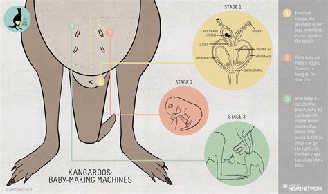 Kangaroos are baby-making machines | reproduction | Earth Touch News