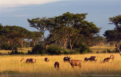 Queen Elizabeth National Park – Travel Guide, Map & More!