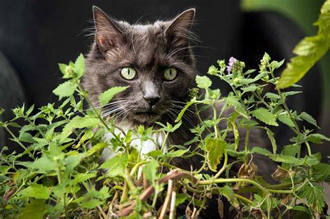 How to Plant and Grow Catnip | Gardener’s Path