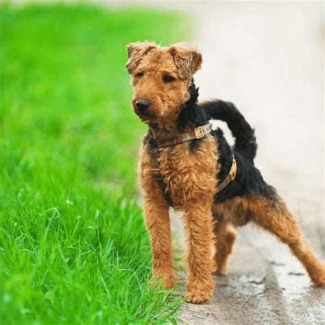 Welsh Terrier Dog Breed Information - SpiritDog Training