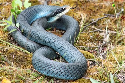 Blue racer snake guide: how to identify, and are they venomous - Discover Wildlife