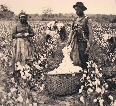 The White Republican: Black Picking Cotton Again