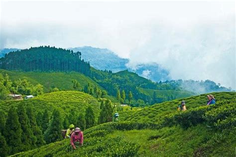 Darjeeling Weather and Temperature: Everything you need to know