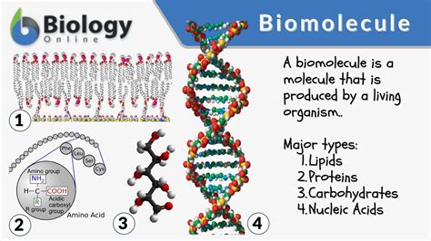 Define Biomolecules Molecules at Juan Kinney blog