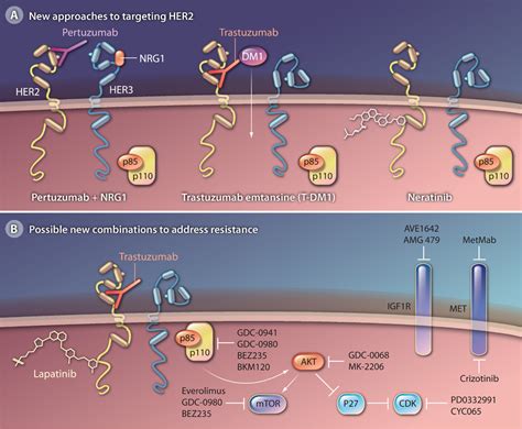 Improving Treatment of HER2-Positive Cancers: Opportunities and Challenges | Science ...