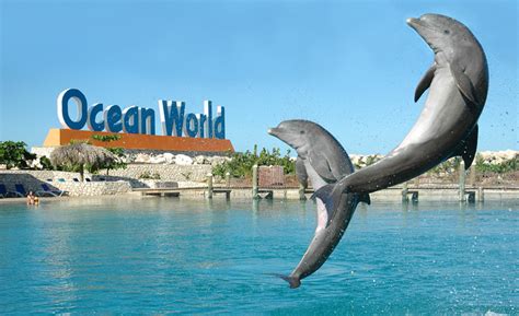 Visit Ocean World in Beautiful Puerto Plata, Dominican Republic - Swimming with Dolphins 1-800 ...