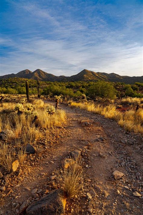 Vertical Shot of Sonoran Desert Landscapes in Scottsdale, Arizona Stock Image - Image of plants ...