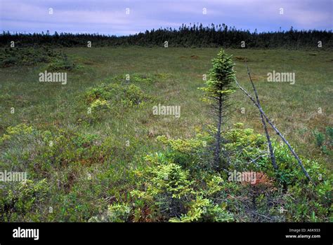 ECOSYSTEM BOG Wetland Stock Photo - Alamy