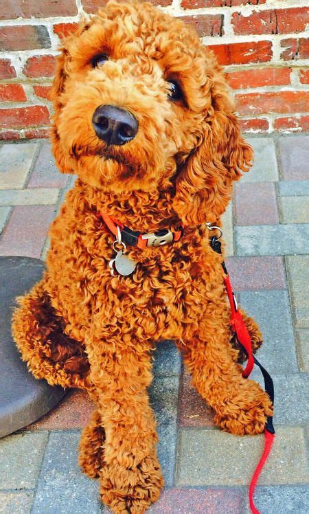 Jackson the Labradoodle, LOVE THE EXPRESSION!!