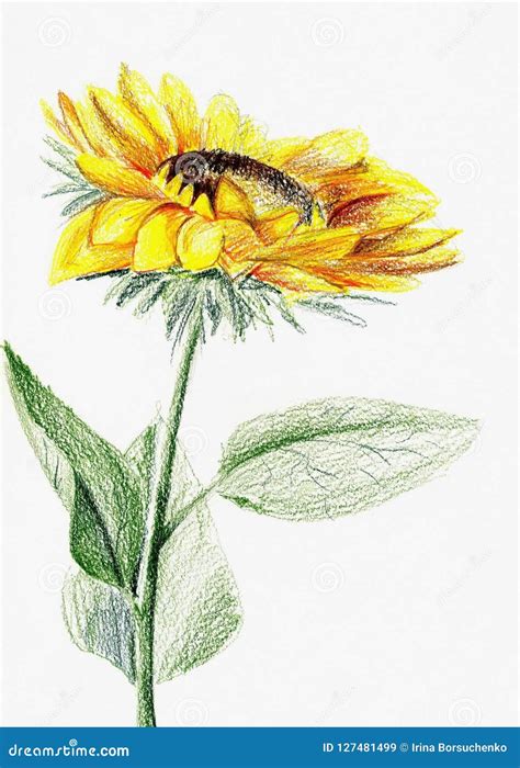 Sunflower on a White Background. Drawing Colored Pencils Stock ...