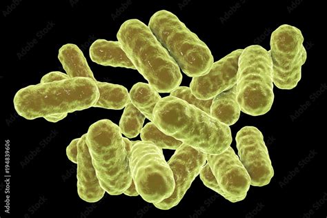 enterobacter bacteria, gram-negative rod-d bacteria, part of normal microbiome of intestine and ...