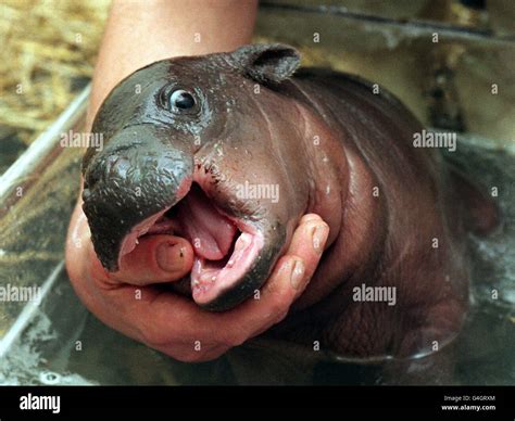 Baby pygmy hippopotamus Stock Photo - Alamy