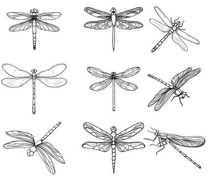 Dragonfly Drawing Images